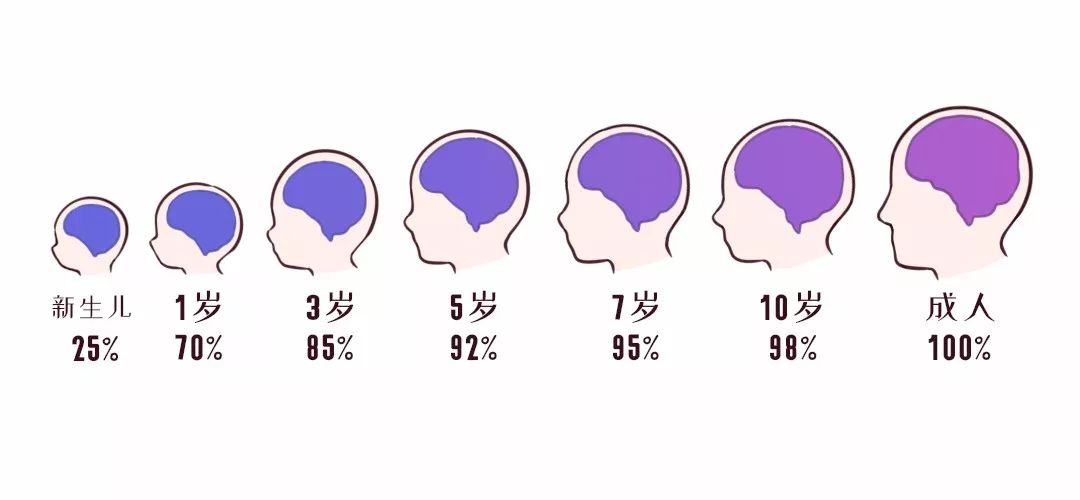 宝宝大脑发育的奥秘，几个月内的大脑发育过程