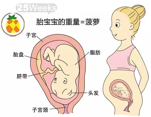 四个月胎儿双顶径的发育特点与观察要点